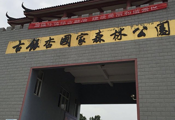 安陆钱冲古银杏生态旅游区第 44 张图片