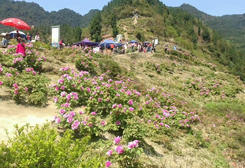 重庆垫江牡丹生态旅游区第 8 张图片