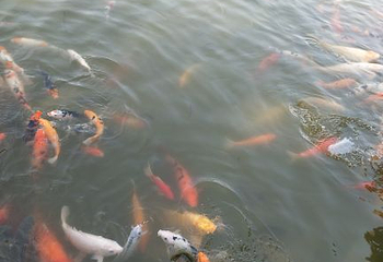 孔雀湖第 13 张图片