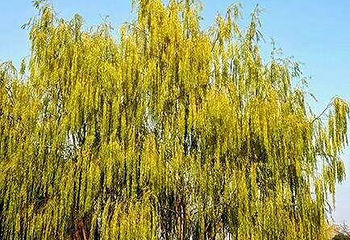 玄武湖景区-情侣园第 8 张图片