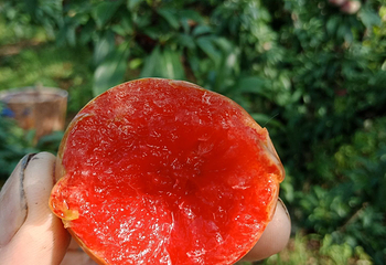 华堂村第 2 张图片