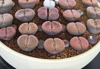 上海多肉植物展第 19 张图片