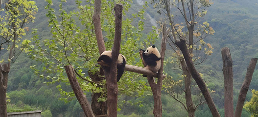 卧龙中华大熊猫苑神树坪基地第 40 张图片