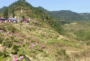 重庆垫江牡丹生态旅游区第 11 张图片