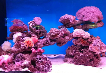 深梦海底世界第 11 张图片