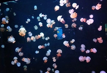 南海洋水母王国第 17 张图片