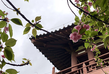 青龙寺第 70 张图片