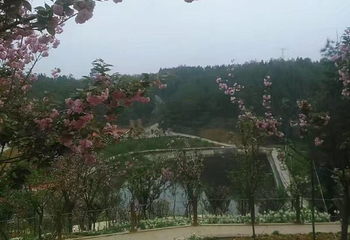 绵阳盛世樱花悠乐谷第 27 张图片