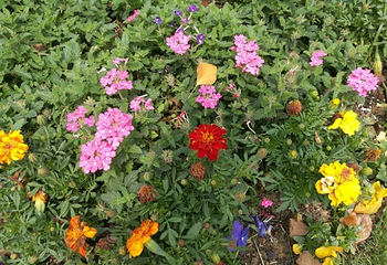 阳山桃花岛景观公园第 4 张图片