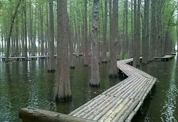 芦荡湖湿地公园第 6 张图片
