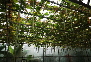 寿光蔬菜高科技示范园第 35 张图片