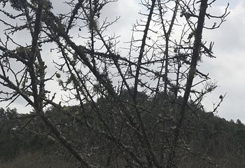 腾冲火山地热国家地质公园-小空山第 11 张图片