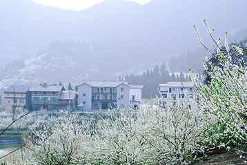统景印盒李花生态旅游区第 15 张图片