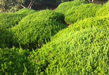 合肥植物园第 20 张图片