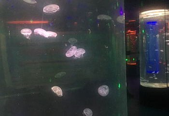 海昌海洋探索馆第 32 张图片
