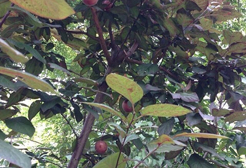 熊岳植物园第 10 张图片
