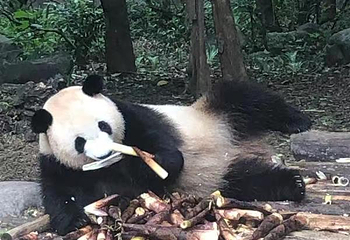 青城前山第 50 张图片