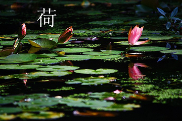 人民公园第 14 张图片
