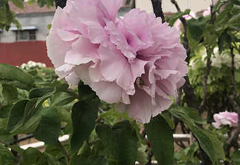 曹州百花园第 26 张图片