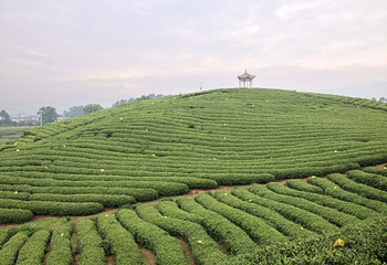 大木山茶园景区第 30 张图片