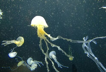 新加坡海洋生物园第 20 张图片