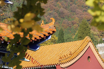 禅林寺古银杏风景园第 8 张图片