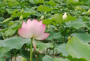 洪湖公园第 17 张图片
