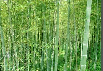 大洞竹海第 22 张图片