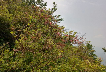 英山县天马寨风景区第 18 张图片