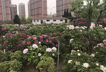 曹州百花园第 22 张图片