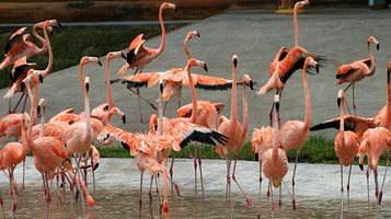 北方森林动物园