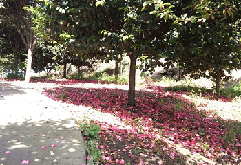 龙茶花海第 26 张图片