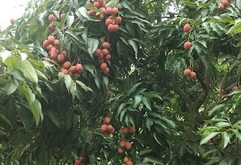 古郡·花果溪第 8 张图片