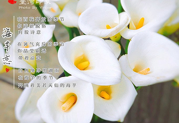 竹子湖第 6 张图片