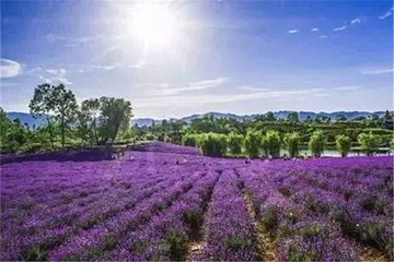 维罗纳薰衣草庄园第 8 张图片