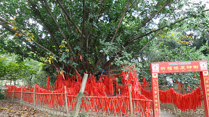 西双版纳南药园景区第 7 张图片