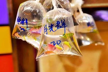 金鱼街第 19 张图片