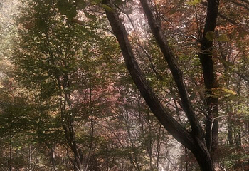 蒲石河森林公园第 34 张图片