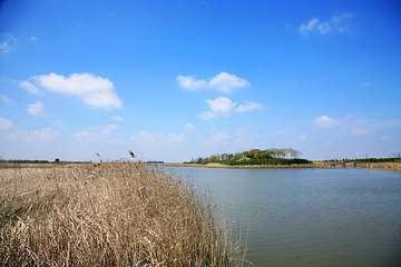 东滩湿地公园第 54 张图片