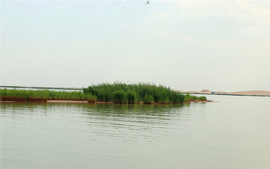 沙湖生态旅游区第 59 张图片