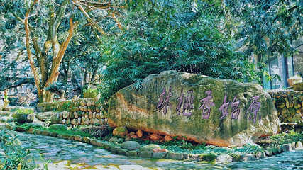 香榧森林公园第 29 张图片
