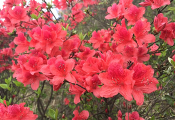 温州瑞安圣井山第 12 张图片