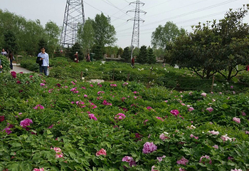 郑州植物园第 24 张图片