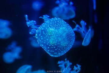 张家港梦幻海洋王国第 8 张图片