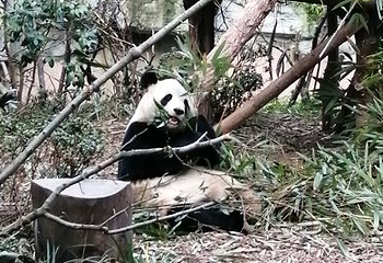 成都周游卡（青城山—都江堰+熊猫基地）第 13 张图片