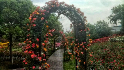 丽盛玫瑰庄园·户外烧烤第 39 张图片