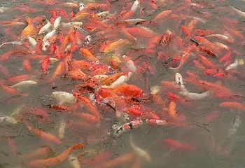 瑞金景区通票第 22 张图片
