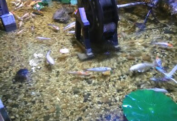 台州海洋世界第 41 张图片