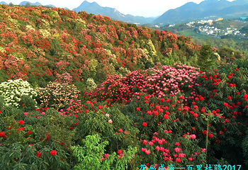 百里杜鹃风景区第 100 张图片