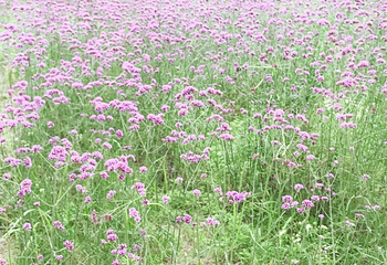 武汉花世界第 31 张图片